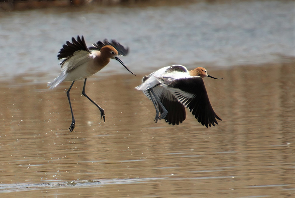 crows feet American Avocets Over the Pond