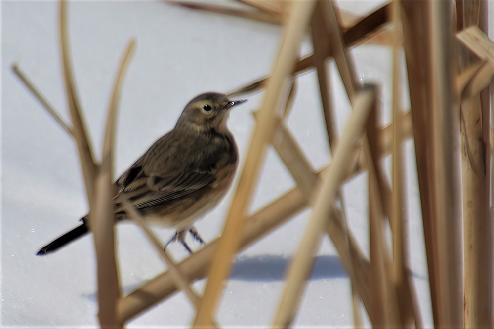 crows feet American Pippit at CPP