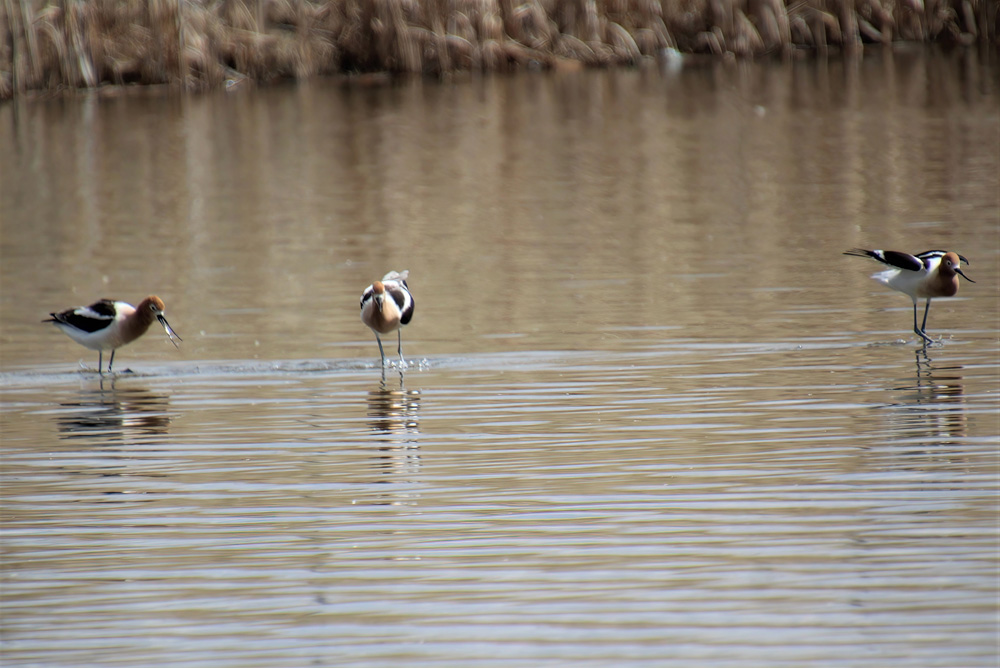 crows feet Feeding Avocets at CPP