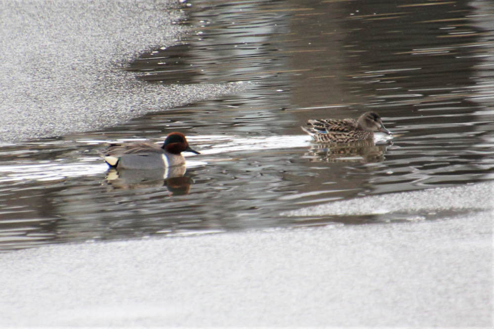 crows feet Green Winged Teal Pair CPP