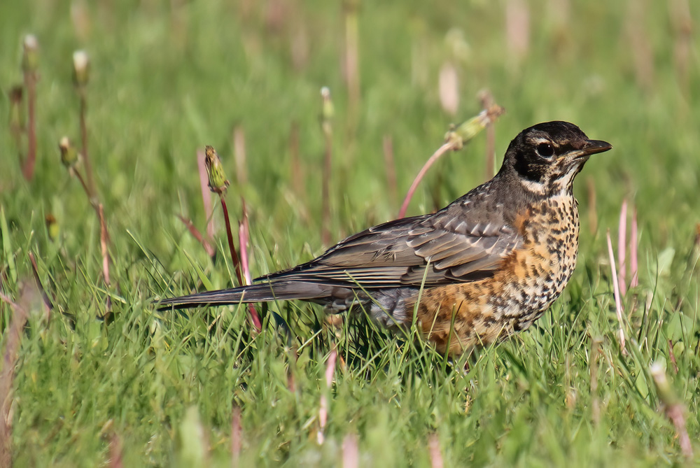 crows feet Juvenile Robin