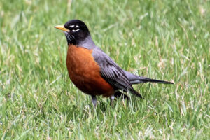 crows feet Male Robin