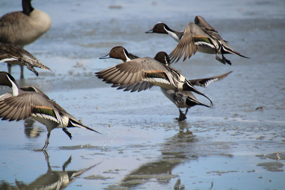crows feet Northern Pintail Colors