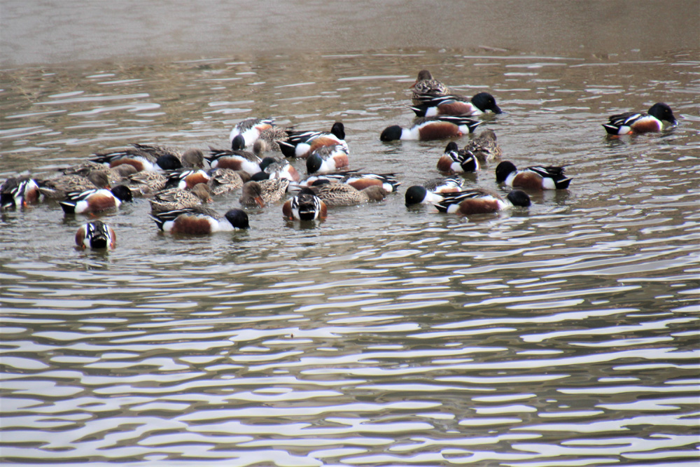 crows feet Northern Shovelers on CPP