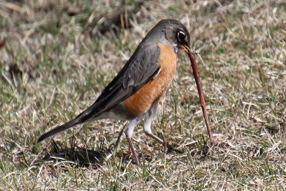 crows feet Robin vs Worm