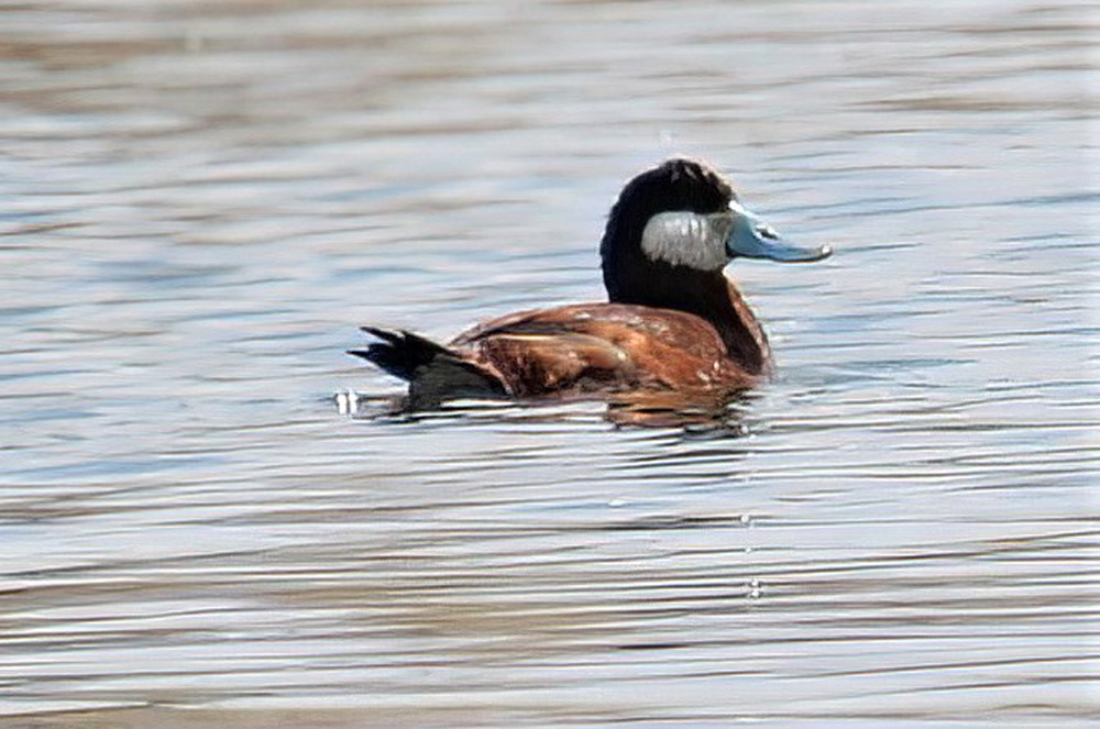 crows feet Ruddy Duck on CPP