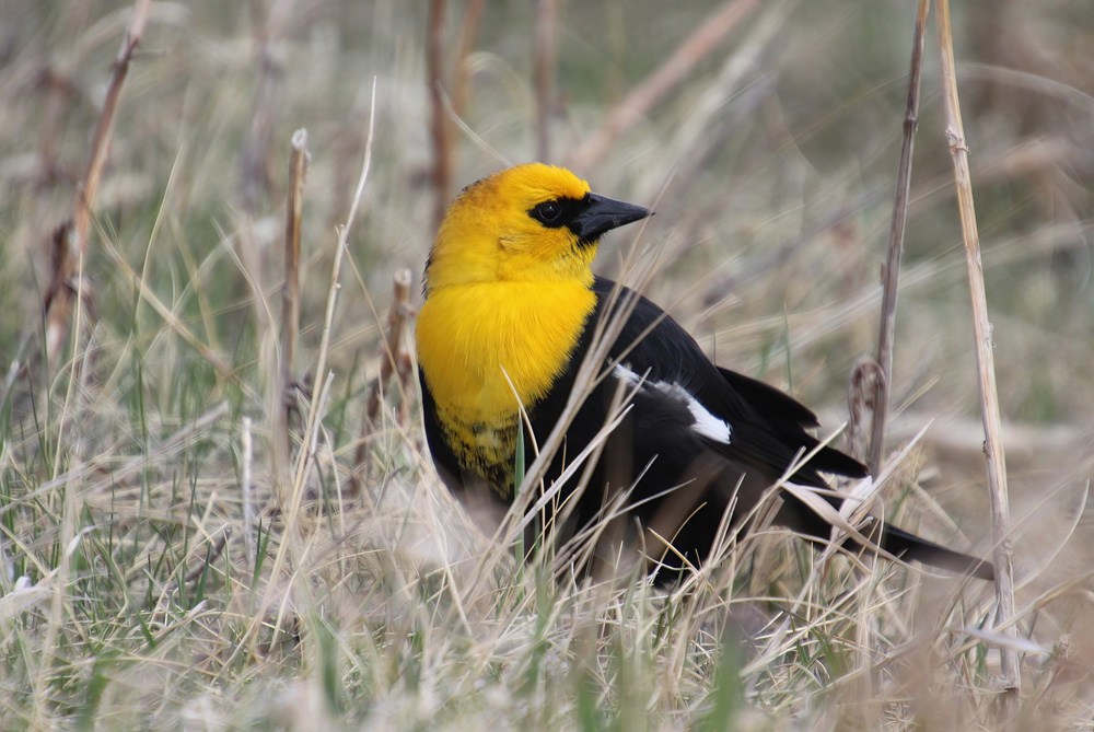 crows feet Yellow-Headed BlackBird