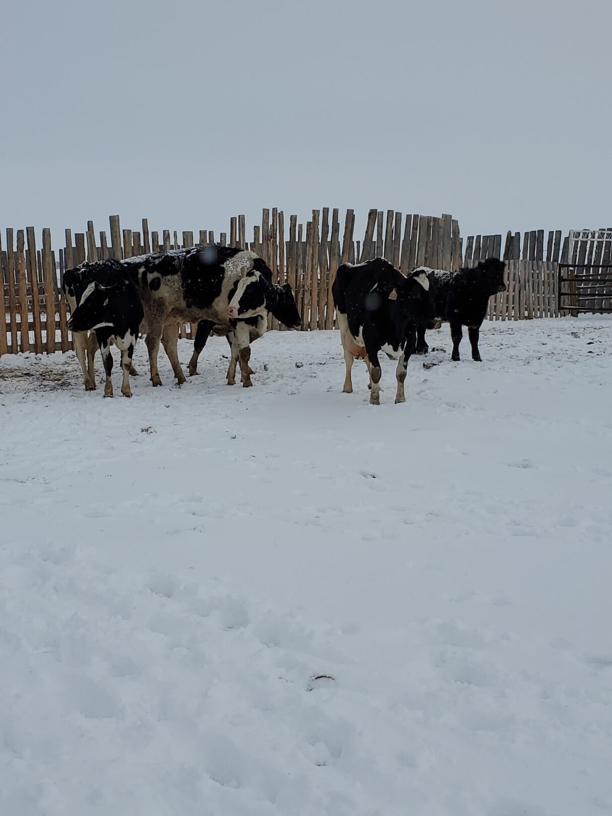 Wheatland County man charged after selling uninspected meat