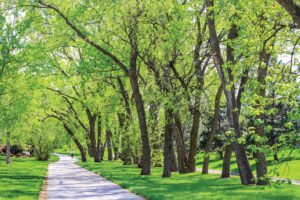 Improving pathway connectivity throughout Chestermere