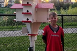 Purple Martins make Chestermere home for the summer