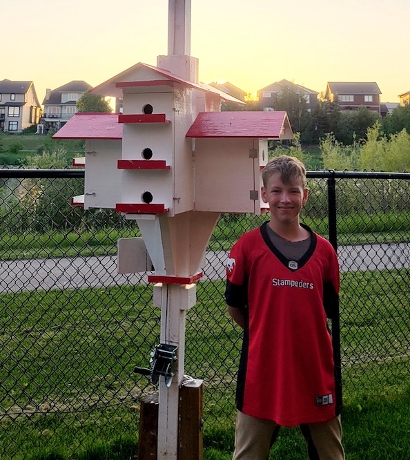 Purple Martins make Chestermere home for the summer