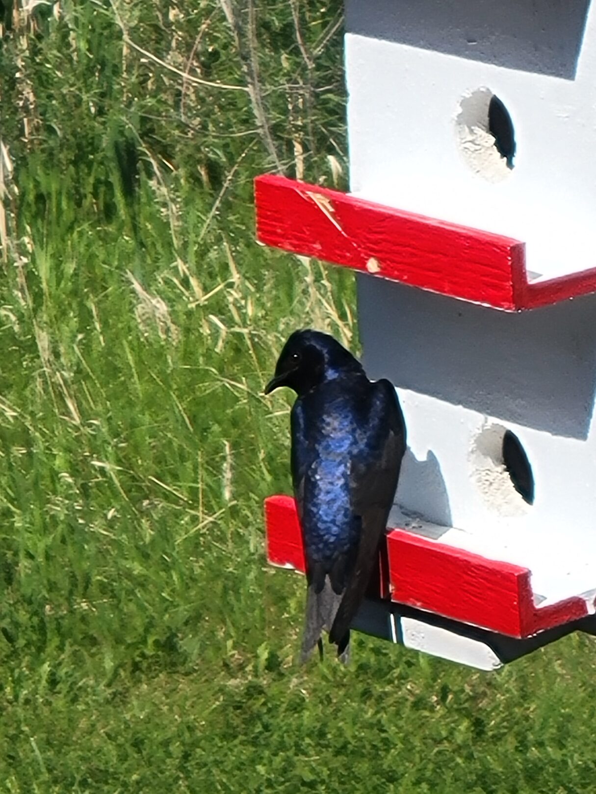 Purple Martins make Chestermere home for the summer pic 2