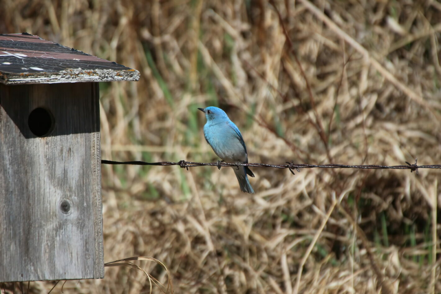 A Bluebird Residence (Elaine)