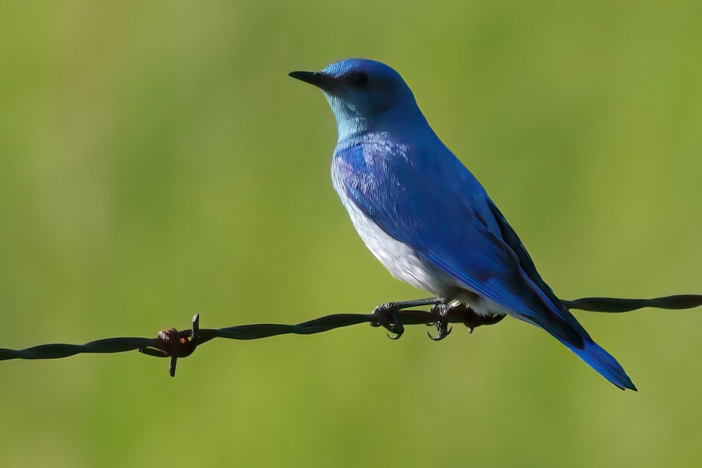 Bluebird Beauty(Elaine)