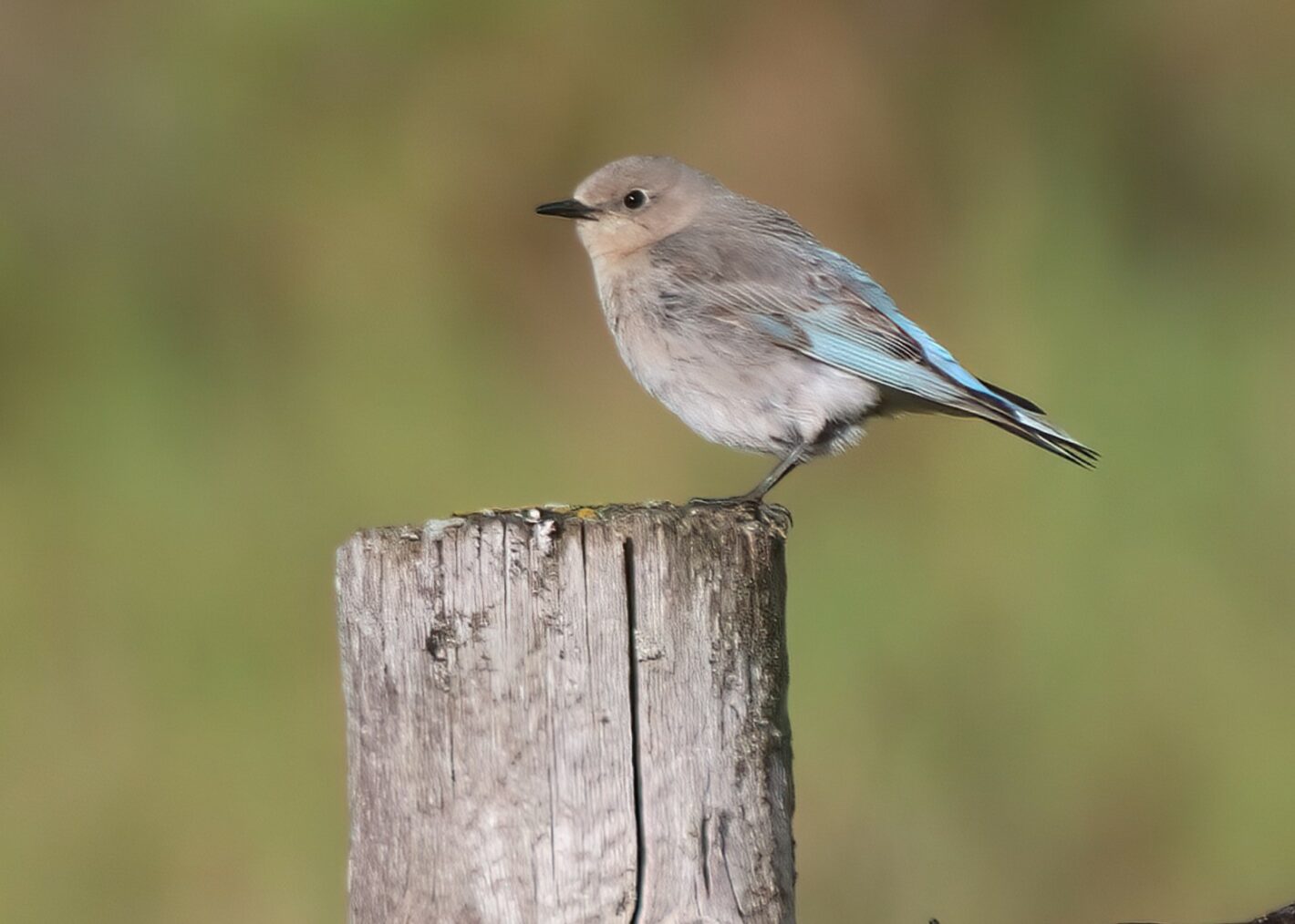 Future Bluebird Mom (Elaine)