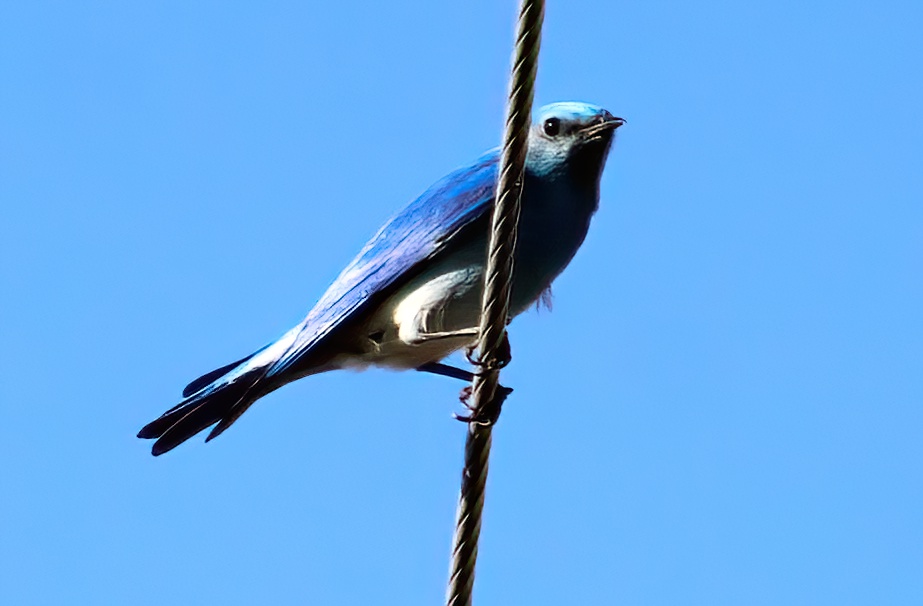 Like a Bird, On a Wire (Don)