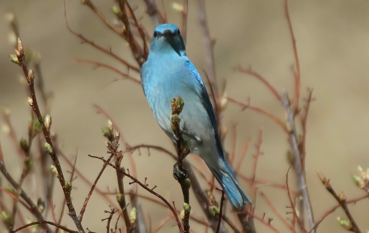 The 1st Bluebird (Elaine)